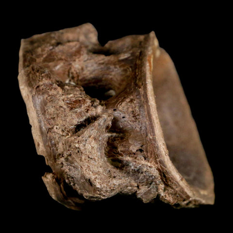2.2" Ichthyodectes Fish Fossil Vertebrae Late Cretaceous Era Niobrara Formation Kansas - Fossil Age Minerals
