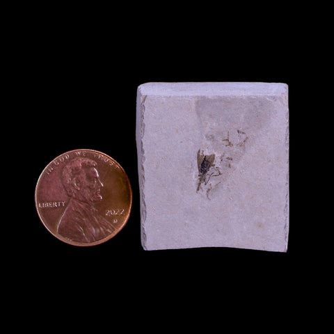 0.4" Detailed Fossil Diptera Insect Green River FM Uintah County UT Eocene Age - Fossil Age Minerals