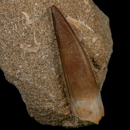 XL 2" Plesiosaur Zarafasaura Tooth Fossil In Matrix Cretaceous Dinosaur Era COA