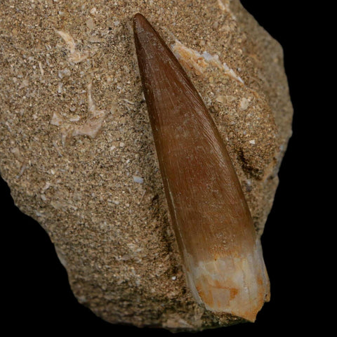 XL 2" Plesiosaur Zarafasaura Tooth Fossil In Matrix Cretaceous Dinosaur Era COA - Fossil Age Minerals