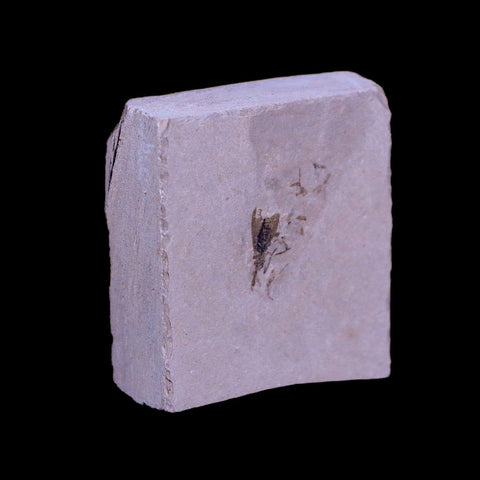 0.4" Detailed Fossil Diptera Insect Green River FM Uintah County UT Eocene Age - Fossil Age Minerals