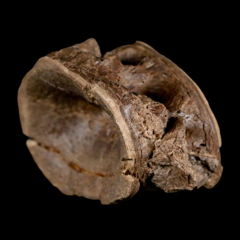 2.2" Ichthyodectes Fish Fossil Vertebrae Late Cretaceous Era Niobrara Formation Kansas - Fossil Age Minerals