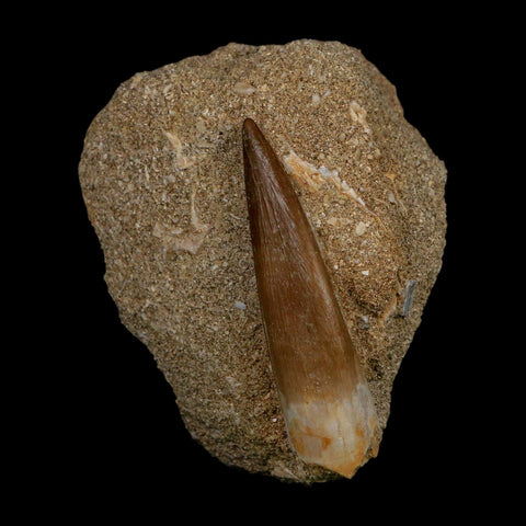 XL 2" Plesiosaur Zarafasaura Tooth Fossil In Matrix Cretaceous Dinosaur Era COA - Fossil Age Minerals