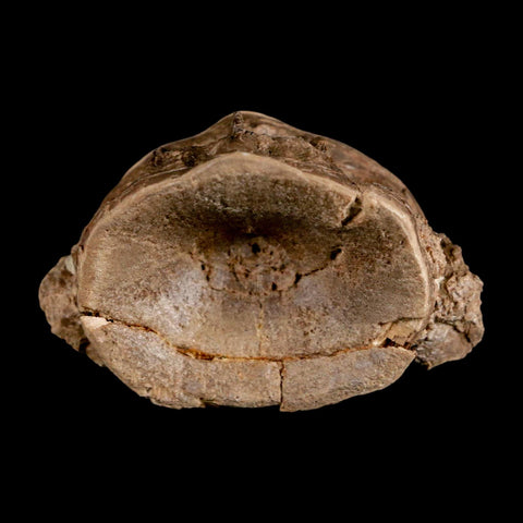 2.2" Ichthyodectes Fish Fossil Vertebrae Late Cretaceous Era Niobrara Formation Kansas - Fossil Age Minerals
