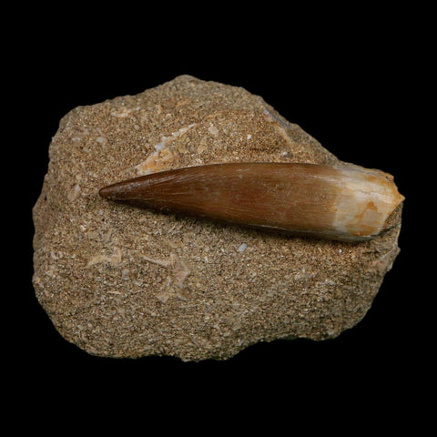 XL 2" Plesiosaur Zarafasaura Tooth Fossil In Matrix Cretaceous Dinosaur Era COA - Fossil Age Minerals