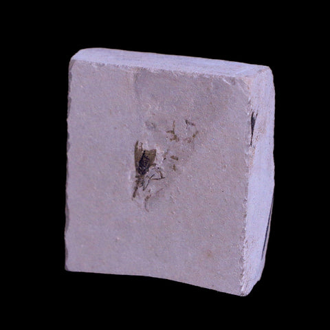 0.4" Detailed Fossil Diptera Insect Green River FM Uintah County UT Eocene Age - Fossil Age Minerals