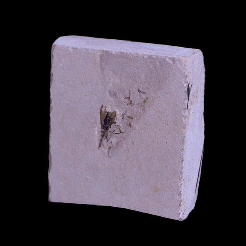 0.4 Detailed Fossil Diptera Insect Green River FM Uintah County UT Eocene Age - Fossil Age Minerals
