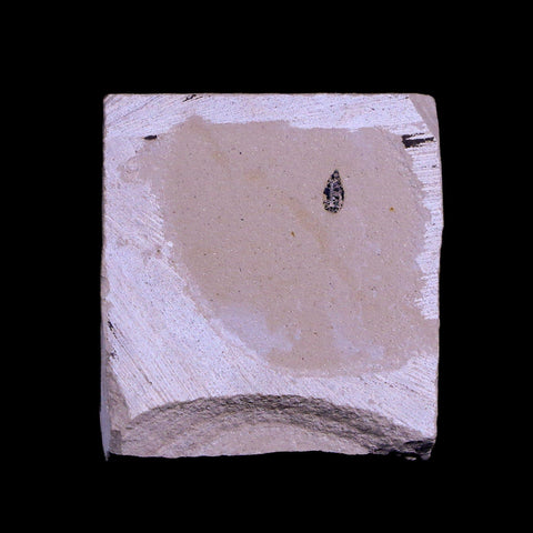 0.4" Detailed Fossil Diptera Insect Green River FM Uintah County UT Eocene Age - Fossil Age Minerals