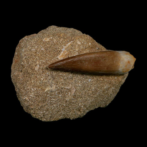 XL 2" Plesiosaur Zarafasaura Tooth Fossil In Matrix Cretaceous Dinosaur Era COA - Fossil Age Minerals