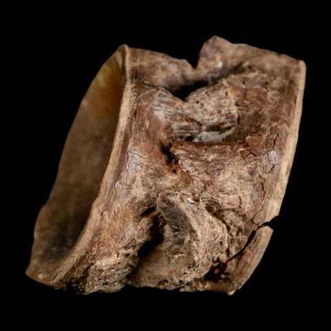 2.2" Ichthyodectes Fish Fossil Vertebrae Late Cretaceous Era Niobrara Formation Kansas - Fossil Age Minerals