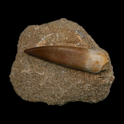 XL 2" Plesiosaur Zarafasaura Tooth Fossil In Matrix Cretaceous Dinosaur Era COA - Fossil Age Minerals