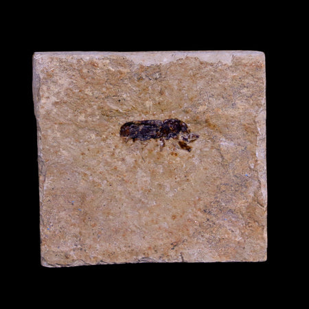 0.4 Detailed Fossil Coleoptera Insect Green River FM Uintah County UT Eocene Age