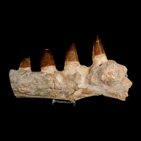 9.5" Mosasaur Prognathodon Fossil Jaw Section Teeth Cretaceous Dinosaur Era COA - Fossil Age Minerals
