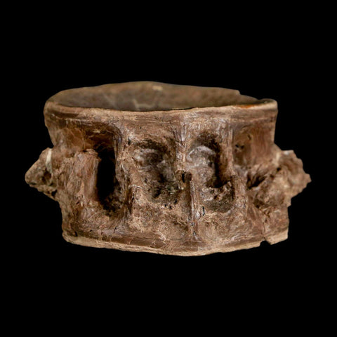 2.2" Ichthyodectes Fish Fossil Vertebrae Late Cretaceous Era Niobrara Formation Kansas - Fossil Age Minerals