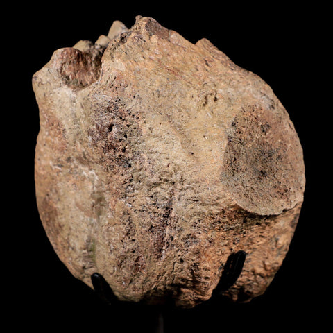 4.1" Pachycephalosaurus Dinosaur Fossil Vertebrae Bone Lance Creek WY COA Stand - Fossil Age Minerals
