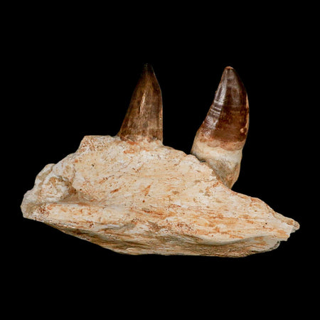 5.9" Mosasaur Prognathodon Fossil Jaw Section Teeth Cretaceous Dinosaur Era COA