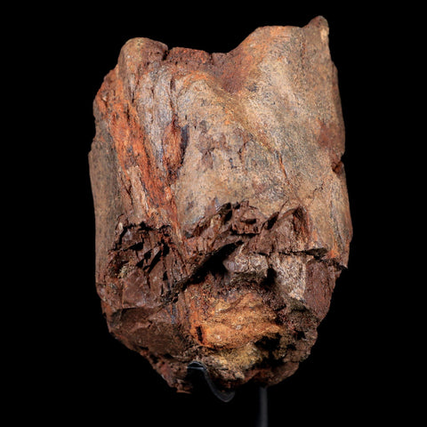 3.4" Tyrannosaurus Rex Fossil Metatarsal Bone Dinosaur Hell Creek FM  MT COA  Stand - Fossil Age Minerals