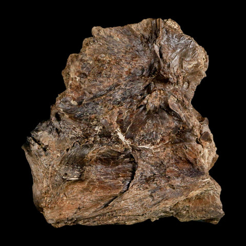 2.2" Ichthyodectes Fish Fossil Vertebrae Bones Late Cretaceous Era Niobrara Fm Kansas - Fossil Age Minerals