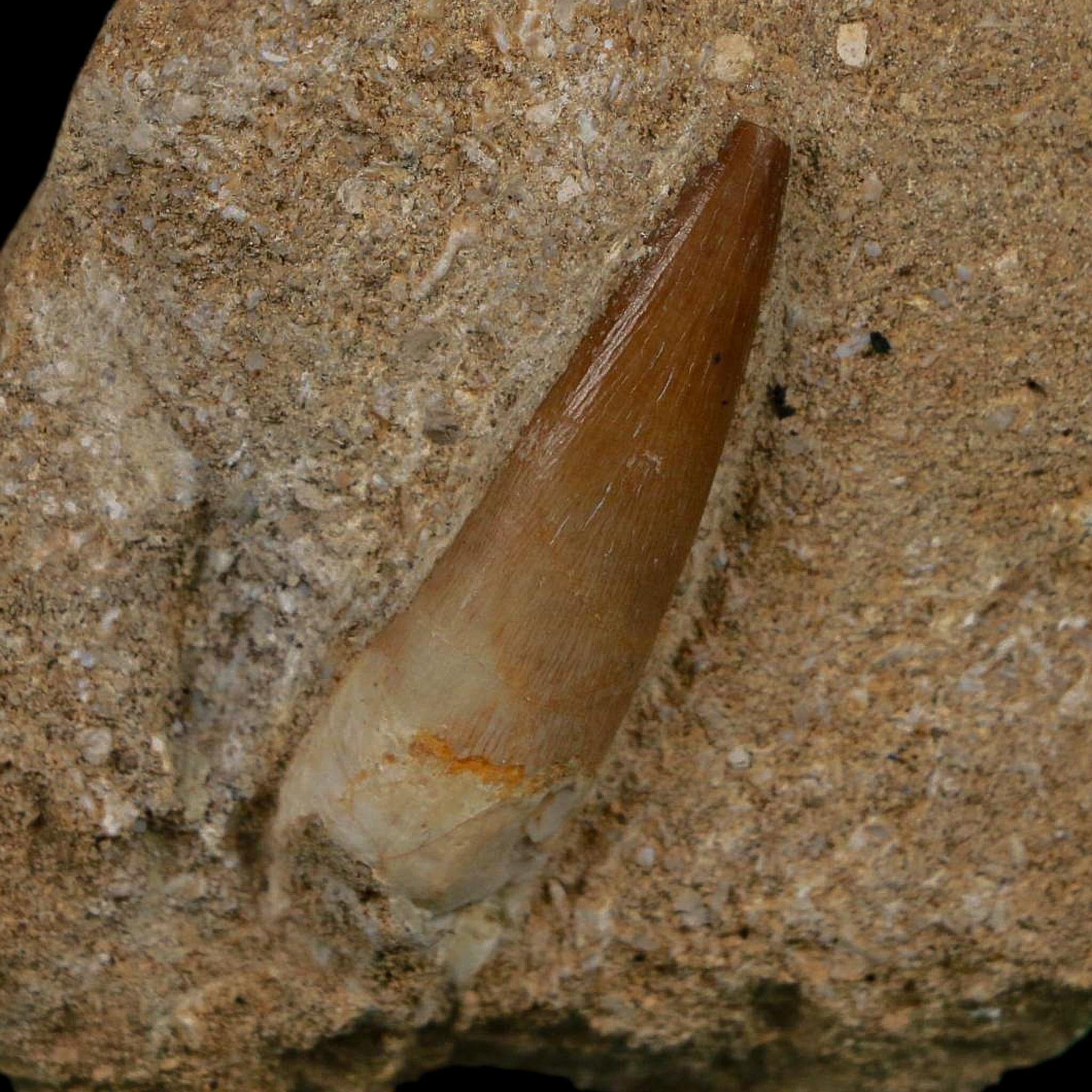 1.4" Plesiosaur Zarafasaura Tooth Fossil In Matrix Cretaceous Dinosaur Era COA - Fossil Age Minerals