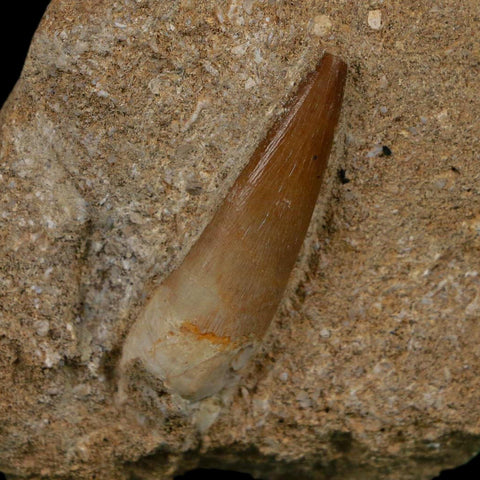 1.4" Plesiosaur Zarafasaura Tooth Fossil In Matrix Cretaceous Dinosaur Era COA - Fossil Age Minerals