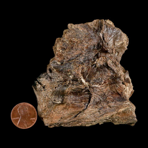 2.2" Ichthyodectes Fish Fossil Vertebrae Bones Late Cretaceous Era Niobrara Fm Kansas - Fossil Age Minerals