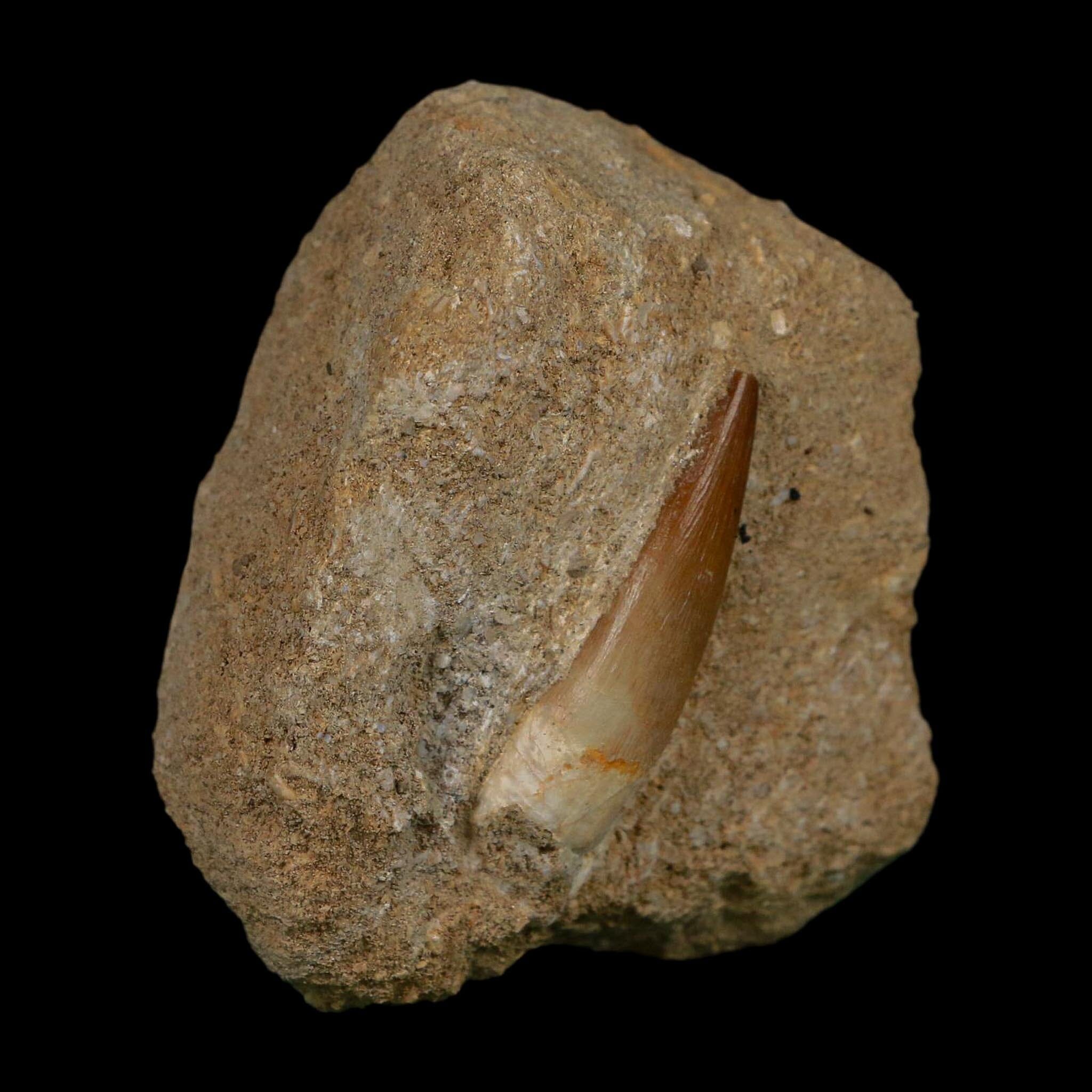 1.4" Plesiosaur Zarafasaura Tooth Fossil In Matrix Cretaceous Dinosaur Era COA - Fossil Age Minerals