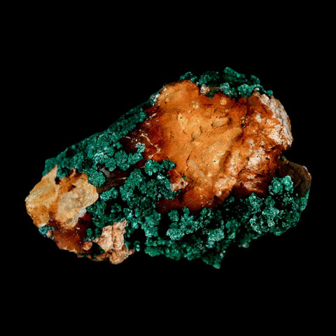 2.1" Dark Green Malachite Crystal Mineral Specimen Tiznit Province Morocco