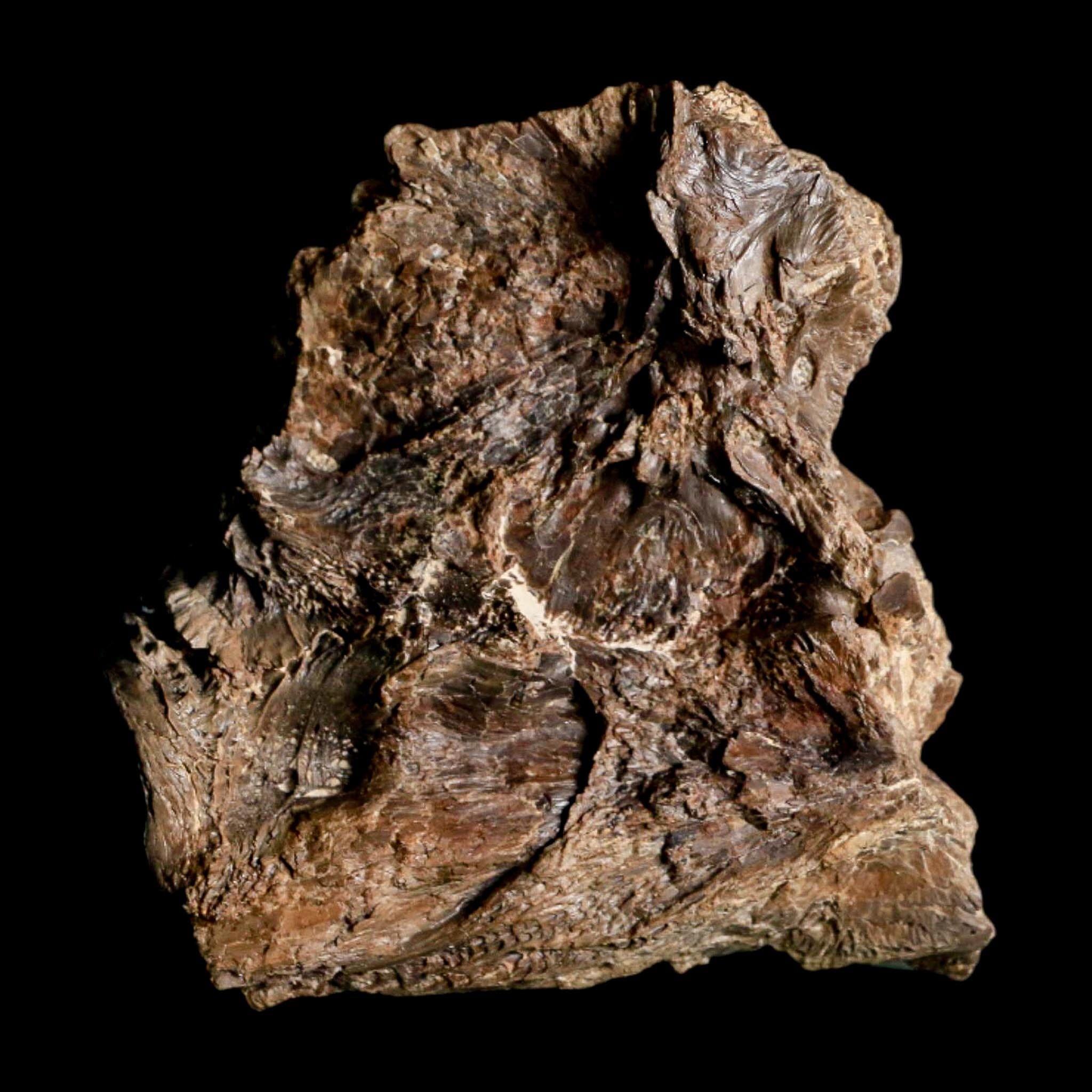 2.2" Ichthyodectes Fish Fossil Vertebrae Bones Late Cretaceous Era Niobrara Fm Kansas - Fossil Age Minerals