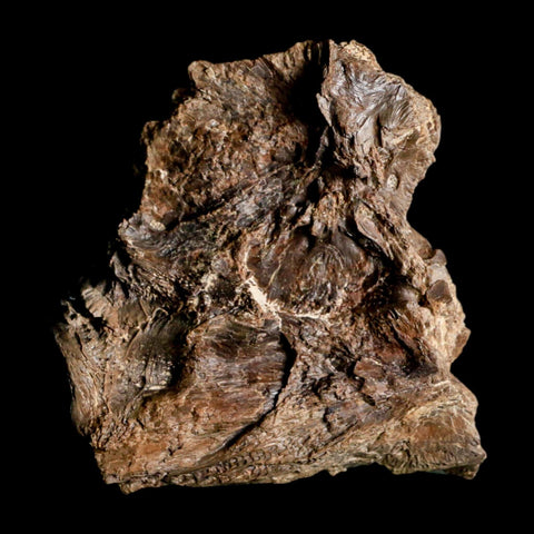 2.2" Ichthyodectes Fish Fossil Vertebrae Bones Late Cretaceous Era Niobrara Fm Kansas - Fossil Age Minerals