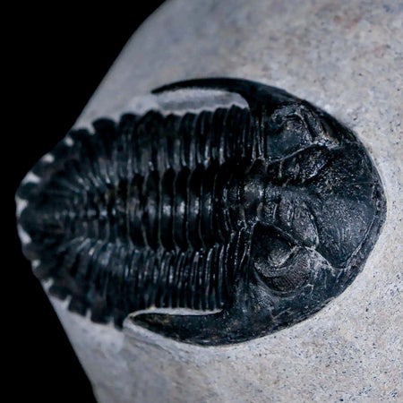 2.4" Metacanthina Issoumourensis Trilobite Fossil Devonian Age 400 Mil Yrs Old COA