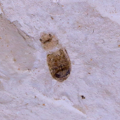 0.3 Detailed Fossil Coleoptera Insect Green River FM Uintah County UT Eocene Age - Fossil Age Minerals