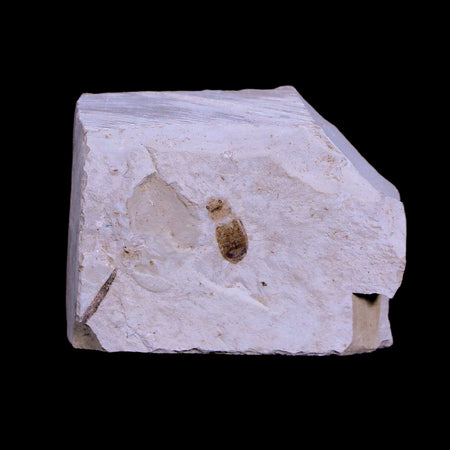 0.3 Detailed Fossil Coleoptera Insect Green River FM Uintah County UT Eocene Age