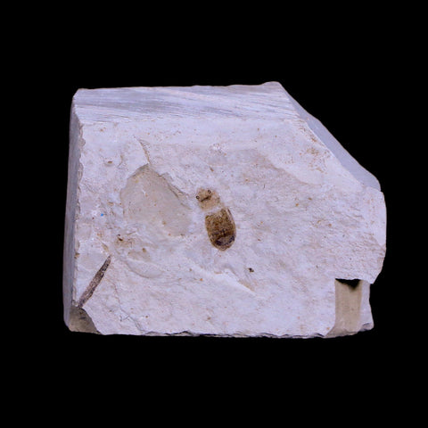 0.3 Detailed Fossil Coleoptera Insect Green River FM Uintah County UT Eocene Age - Fossil Age Minerals