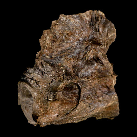 2.2" Ichthyodectes Fish Fossil Vertebrae Bones Late Cretaceous Era Niobrara Fm Kansas - Fossil Age Minerals