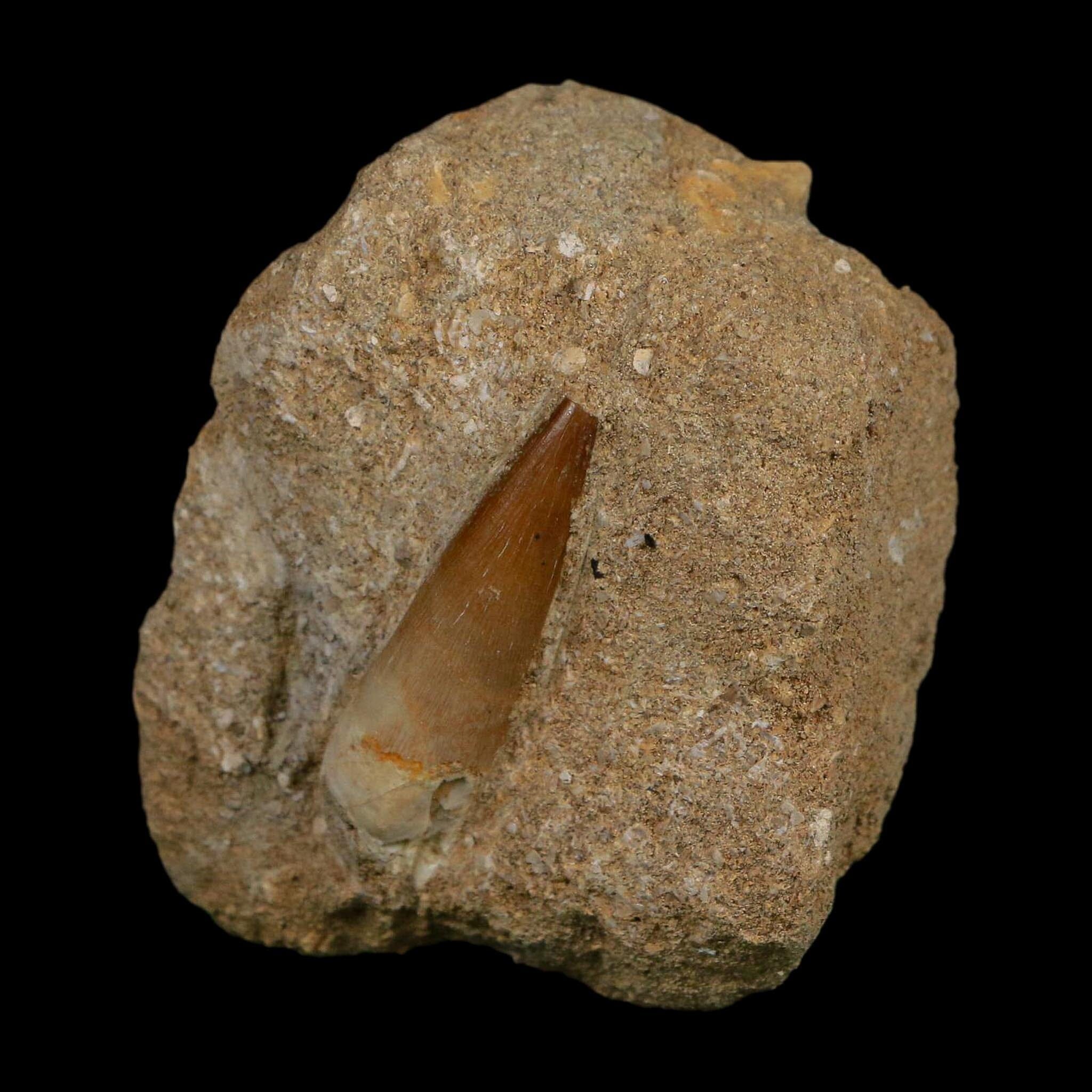 1.4" Plesiosaur Zarafasaura Tooth Fossil In Matrix Cretaceous Dinosaur Era COA - Fossil Age Minerals