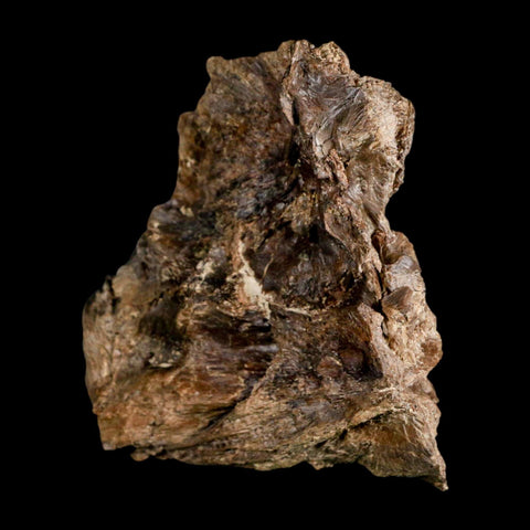 2.2" Ichthyodectes Fish Fossil Vertebrae Bones Late Cretaceous Era Niobrara Fm Kansas - Fossil Age Minerals