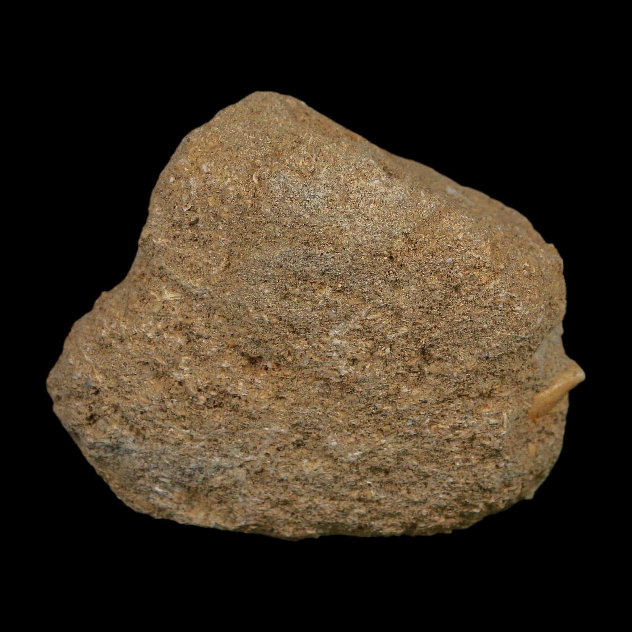 1.4" Plesiosaur Zarafasaura Tooth Fossil In Matrix Cretaceous Dinosaur Era COA - Fossil Age Minerals