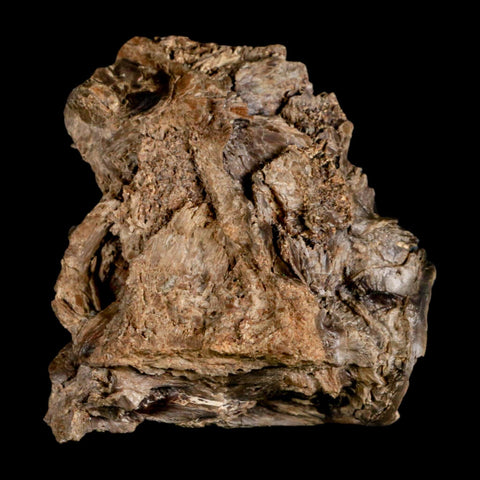 2.2" Ichthyodectes Fish Fossil Vertebrae Bones Late Cretaceous Era Niobrara Fm Kansas - Fossil Age Minerals