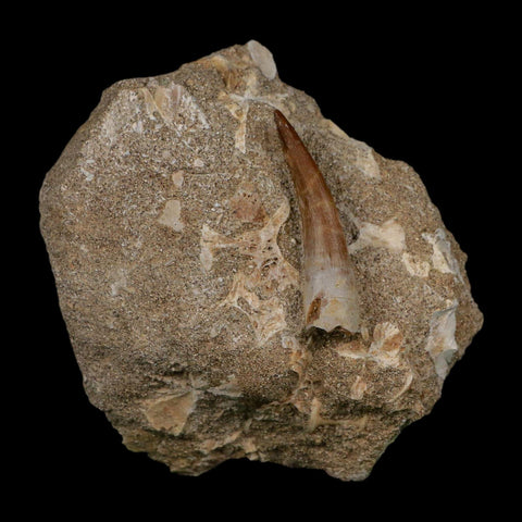 1.6" Plesiosaur Zarafasaura Tooth Fossil In Matrix Cretaceous Dinosaur Era COA