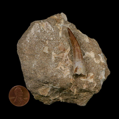 1.6" Plesiosaur Zarafasaura Tooth Fossil In Matrix Cretaceous Dinosaur Era COA