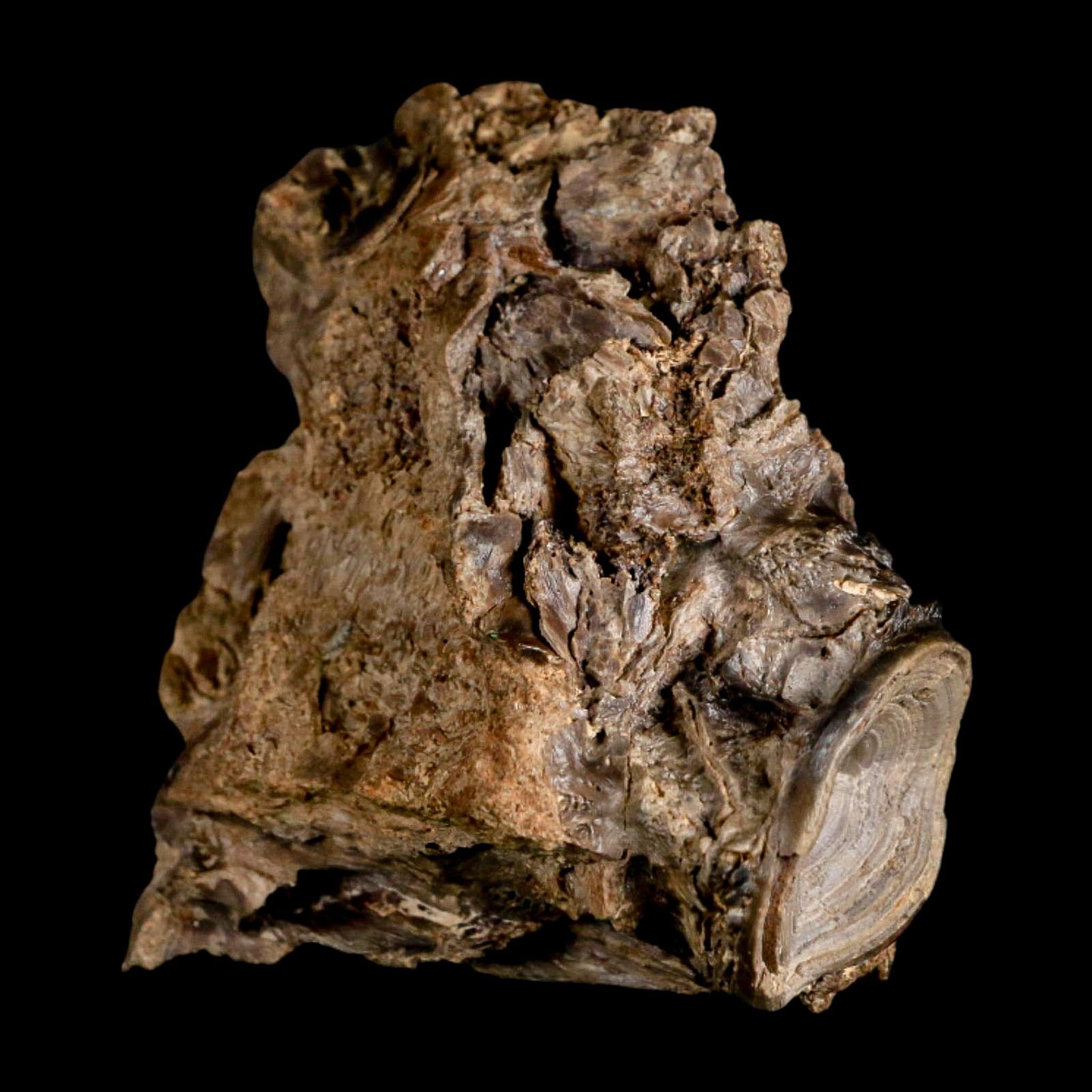 2.2" Ichthyodectes Fish Fossil Vertebrae Bones Late Cretaceous Era Niobrara Fm Kansas - Fossil Age Minerals