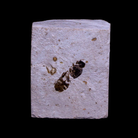 0.5 Detailed Fossil Hymenoptera Insect Green River FM Uintah County UT Eocene Age