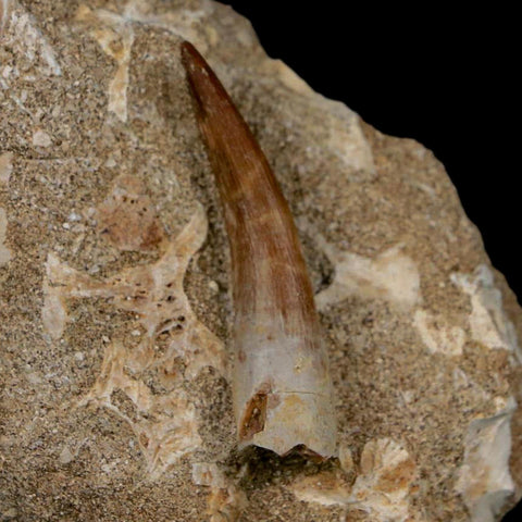 1.6" Plesiosaur Zarafasaura Tooth Fossil In Matrix Cretaceous Dinosaur Era COA