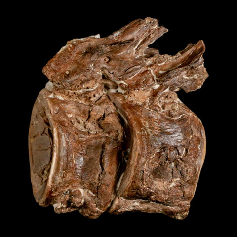 2.8" Ichthyodectes Fish Fossil Vertebrae Late Cretaceous Era Niobrara Formation Kansas - Fossil Age Minerals