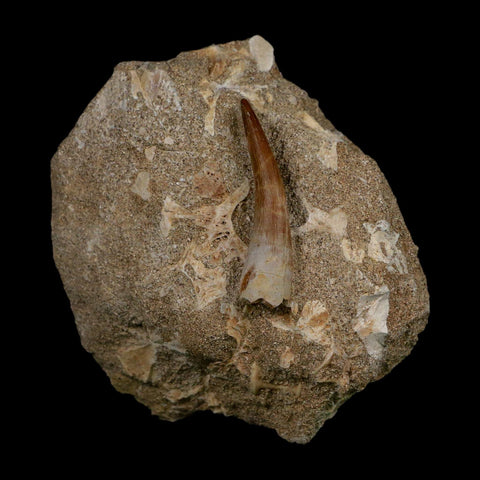 1.6" Plesiosaur Zarafasaura Tooth Fossil In Matrix Cretaceous Dinosaur Era COA