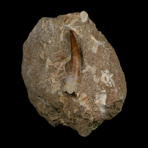 1.6" Plesiosaur Zarafasaura Tooth Fossil In Matrix Cretaceous Dinosaur Era COA