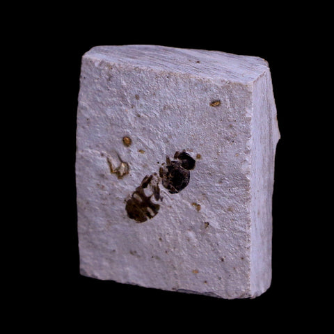0.5 Detailed Fossil Hymenoptera Insect Green River FM Uintah County UT Eocene Age - Fossil Age Minerals