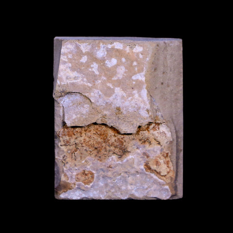 0.5 Detailed Fossil Hymenoptera Insect Green River FM Uintah County UT Eocene Age - Fossil Age Minerals