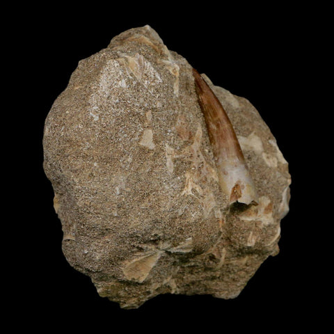1.6" Plesiosaur Zarafasaura Tooth Fossil In Matrix Cretaceous Dinosaur Era COA