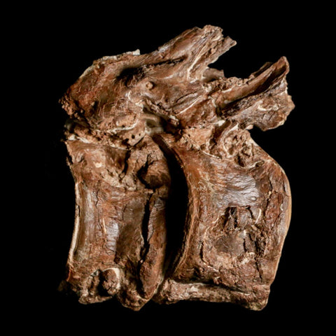 2.8" Ichthyodectes Fish Fossil Vertebrae Late Cretaceous Era Niobrara Formation Kansas - Fossil Age Minerals